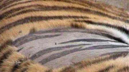 王老虎被爆料视频播放下载,播放下载量激增背后的真相揭秘 第1张 王老虎被爆料视频播放下载,播放下载量激增背后的真相揭秘 第1张