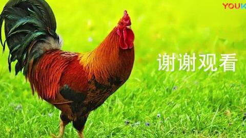 大公鸡视频在线观看